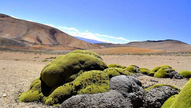 Minsa: investigación del INS destaca el valor de plantas medicinales de Moquegua