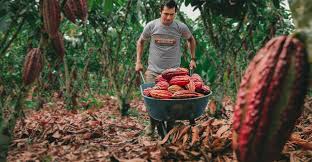 Sector cafetalero y cacaotero peruano se prepara para enfrentar nuevas exigencias de la UE