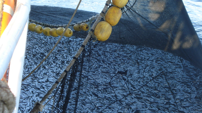 Primera temporada de pesca de anchoveta alcanza el 56.24 % de la cuota con impacto positivo en la economía