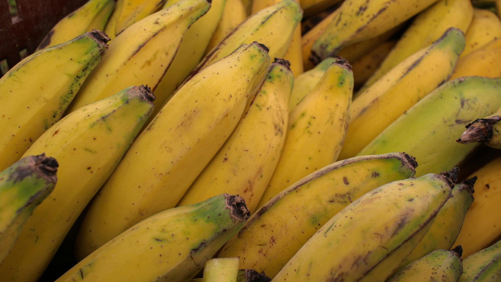 Consejos para que los plátanos duren más y no se pongan negros rápido –