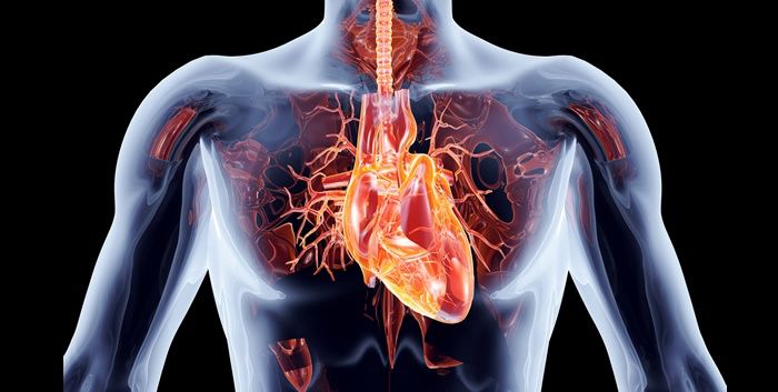 El entrenamiento de fuerza gana protagonismo en la salud cardiovascular –