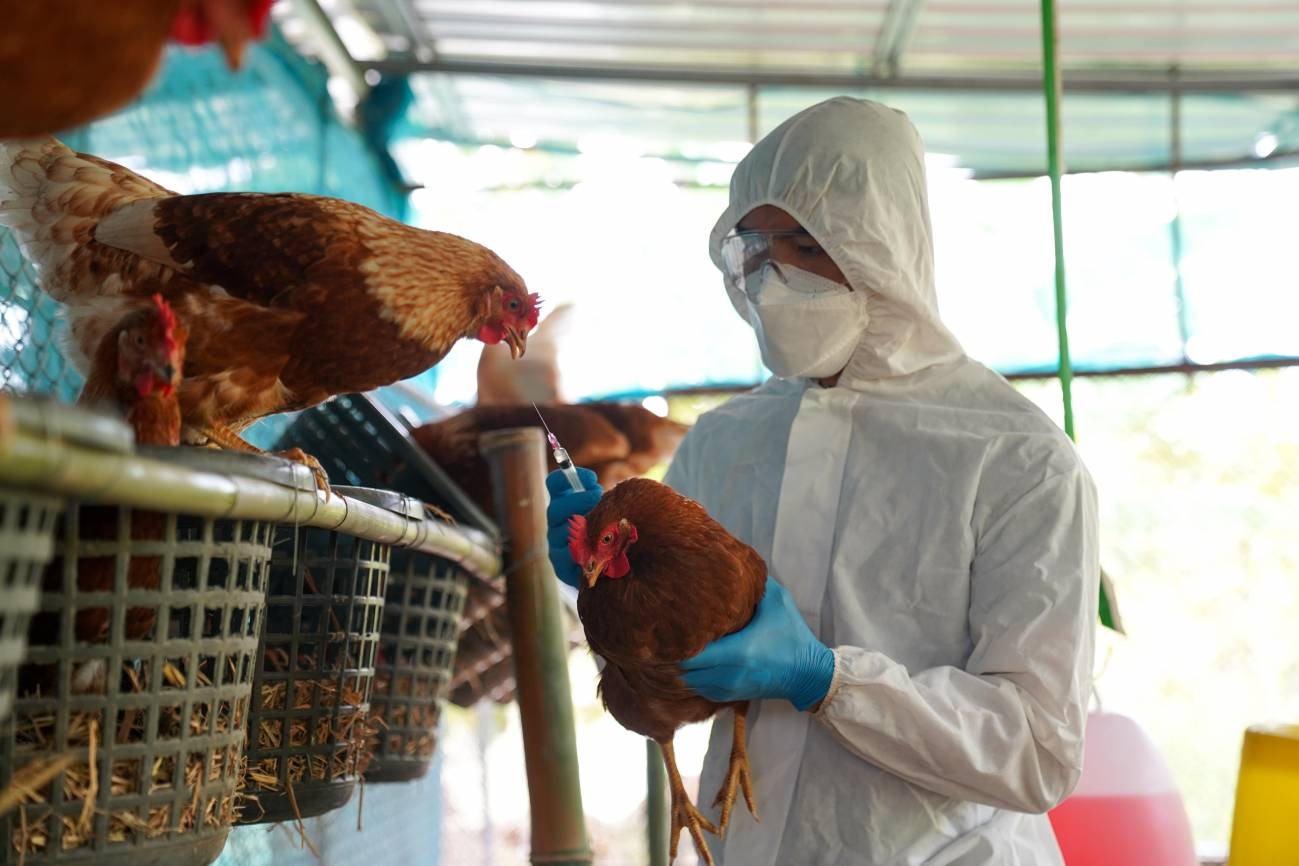 enfermedad viral que no afecta el consumo de pollo y huevo –